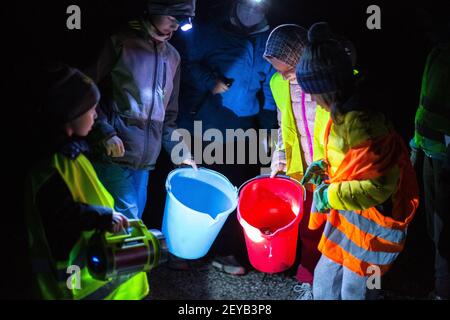 Kranj, Slovénie. 15 février 2021. Les enfants regardent leurs seaux contenant des crapauds qui sont prêts à traverser la route pendant une action pour la protection des amphibiens en migration. L'Institut de la République de Slovénie pour la conservation de la nature et les autorités locales de Kranj, a organisé une action annuelle pour la protection des amphibiens en migration sur les routes, un événement qui se déroule chaque année lorsque les grenouilles commencent à traverser des routes pour atteindre leurs frayères. Pour les protéger de la conduite, des bénévoles, le plus souvent des familles avec enfants, les transportent de l'autre côté de la route. (Credit image: © Luka Banque D'Images