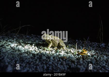 Kranj, Slovénie. 15 février 2021. Un crapaud essayant de traverser la route au début des migrations de frai. L'Institut de la République de Slovénie pour la conservation de la nature et les autorités locales de Kranj, a organisé une action annuelle pour la protection des amphibiens en migration sur les routes, un événement qui se déroule chaque année lorsque les grenouilles commencent à traverser des routes pour atteindre leurs frayères. Pour les protéger de la conduite, des bénévoles, le plus souvent des familles avec enfants, les transportent de l'autre côté de la route. Credit: Luka Dakskobler/SOPA Images/ZUMA Wire/Alay Live News Banque D'Images