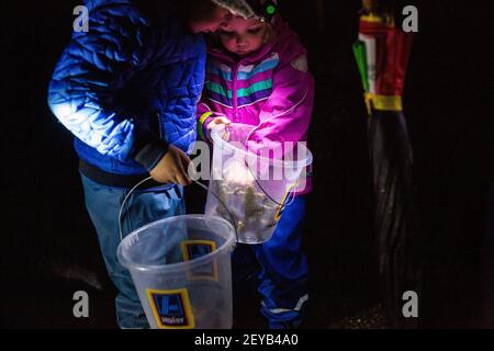 Kranj, Slovénie. 15 février 2021. Les enfants regardent leurs seaux contenant des crapauds qui sont prêts à traverser la route pendant une action pour la protection des amphibiens en migration. L'Institut de la République de Slovénie pour la conservation de la nature et les autorités locales de Kranj, a organisé une action annuelle pour la protection des amphibiens en migration sur les routes, un événement qui se déroule chaque année lorsque les grenouilles commencent à traverser des routes pour atteindre leurs frayères. Pour les protéger de la conduite, des bénévoles, le plus souvent des familles avec enfants, les transportent de l'autre côté de la route. (Credit image: © Luka Banque D'Images