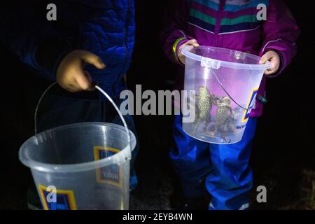 Kranj, Slovénie. 15 février 2021. Les enfants regardent leurs seaux contenant des crapauds qui sont prêts à traverser la route pendant une action pour la protection des amphibiens en migration. L'Institut de la République de Slovénie pour la conservation de la nature et les autorités locales de Kranj, a organisé une action annuelle pour la protection des amphibiens en migration sur les routes, un événement qui se déroule chaque année lorsque les grenouilles commencent à traverser des routes pour atteindre leurs frayères. Pour les protéger de la conduite, des bénévoles, le plus souvent des familles avec enfants, les transportent de l'autre côté de la route. (Credit image: © Luka Banque D'Images