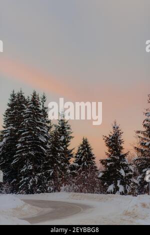 Une photo à angle bas de sapins enneigés et un ron gelé une journée d'hiver froide pendant le coucher du soleil Banque D'Images