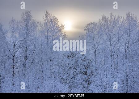 Magnifique paysage d'hiver dans le nord du Wisconsin. Banque D'Images