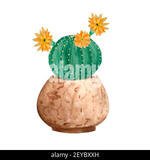 Cactus aquarelle succulent dans un pot en céramique. Maison en pot vert plantes naturelles exotiques fleurs tropicales. Décoration intérieure illustration botanique imprimé de design dynamique Banque D'Images