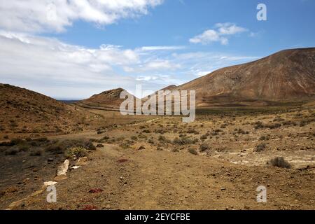 Buisson de plantes de fleurs dans la colline de los volcanes été lanzarote espagne Banque D'Images