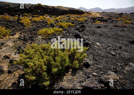 Plante buisson de fleurs timanfaya dans les volcanes volcaniques lanzarote espagne Banque D'Images