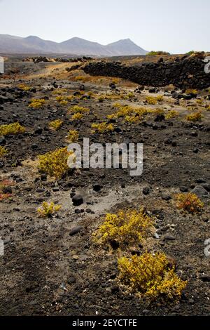 Plante buisson de fleur timanfaya dans les volcanes volcaniques de los Banque D'Images