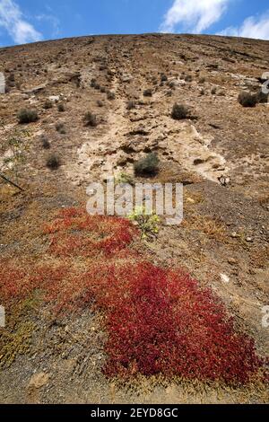 Buisson de fleurs timanfaya à los lanzarote espagne Banque D'Images