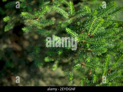 Jeunes branches de conifères de pin avec une bosse ouverte au printemps matin au soleil. Banque D'Images
