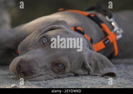 PUP. Weimaraner Banque D'Images
