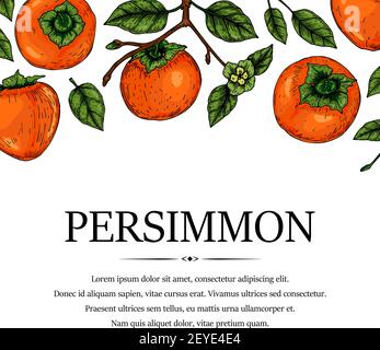 Motif persimmon coloré dessiné à la main. Illustration vectorielle dans un style d'esquisse coloré. Illustration de Vecteur