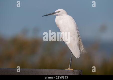 Petit aigrette, Egretta garzetta, repos, delta de l'Ebre, Catalogne, Espagne Banque D'Images