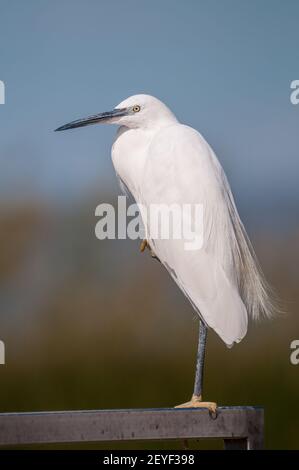 Petit aigrette, Egretta garzetta, repos, delta de l'Ebre, Catalogne, Espagne Banque D'Images