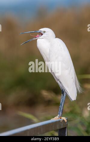 Little egret, Egretta garzetta, bouche ouverte, delta de l'Èbre, Catalogne, Espagne Banque D'Images