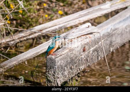 Commune de kingfisher, Alcedo atthis, perchée sur un morceau de bois, delta de l'Èbre, Catalogne, Espagne Banque D'Images