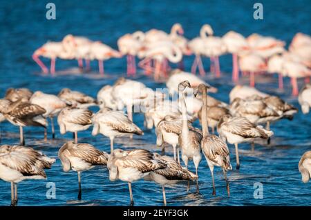 Grand flamants roses, Phoenicopterus roseus, juvénile à l'avant et adultes à l'arrière, delta de l'Ebre, Tarragone, Catalogne, Espagne Banque D'Images