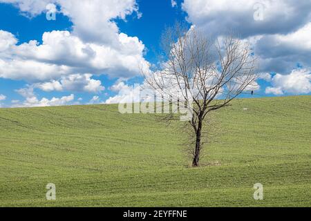 Un seul arbre avec un oiseau debout seul sur un terrain vert avec ciel bleu et nuages blancs. Banque D'Images