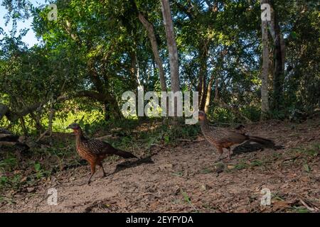 Image de piège à caméra de deux guan à ventre de châtaignier (Penelope ochrogaster), Pantanal, Mato Grosso, Brésil. Banque D'Images