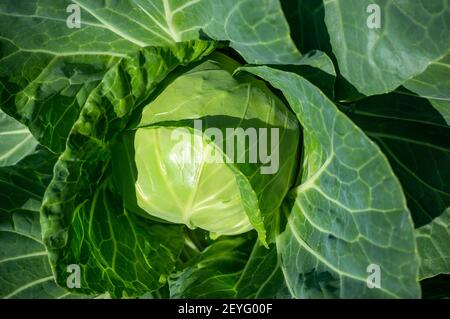 grande tête de chou sur un lit haut dans le jardin. L'éco-récolte parfaite sur un lit de ferme. Banque D'Images