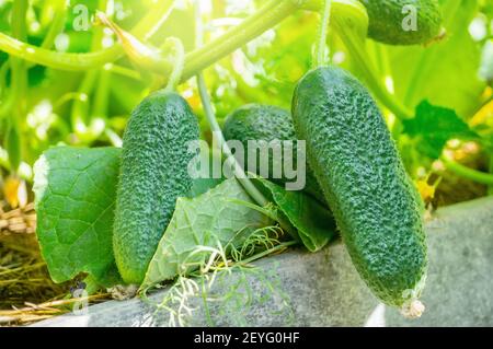 jeune plante de concombre avec des fleurs jaunes. Texture de concombre frais juteux macro sur le fond des feuilles. Le légume vert pousse Banque D'Images