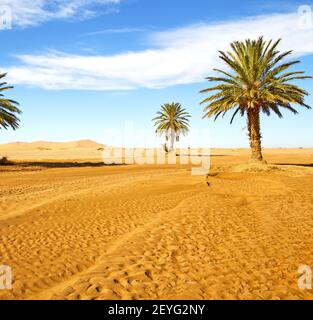 Palmier dans le désert oasi maroc sahara afrique dune Banque D'Images