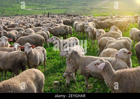 Troupeau de moutons blancs qui broutage dans un paysage vert. Banque D'Images