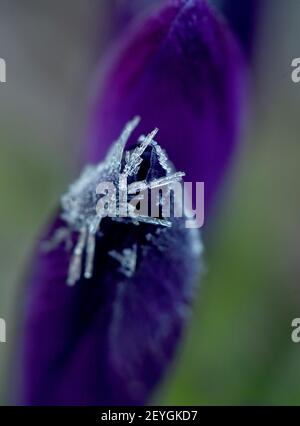 Gelsenkirchen, Allemagne. 06e mars 2021. Des cristaux de glace se sont formés sur la fleur d'un crocus pendant la nuit froide à des températures négatives. Credit: Caroline Seidel/dpa/Alay Live News Banque D'Images