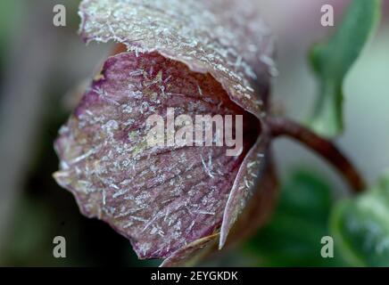 Gelsenkirchen, Allemagne. 06e mars 2021. Des cristaux de glace se sont formés sur la fleur d'une lentille pendant la nuit froide à des températures négatives. Credit: Caroline Seidel/dpa/Alay Live News Banque D'Images