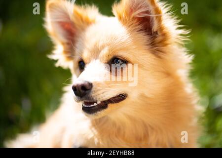 Portrait d'un poméranie, beau chien Banque D'Images