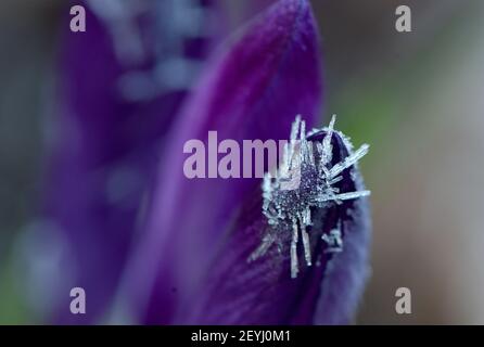 Gelsenkirchen, Allemagne. 06e mars 2021. Des cristaux de glace se sont formés sur la fleur d'un crocus pendant la nuit froide à des températures négatives. Credit: Caroline Seidel/dpa/Alay Live News Banque D'Images