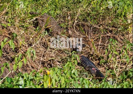 Une Jaguar femelle (Panthera onca) se nourrissant d'un caiman jacare (Caiman yacare), Pantanal, Mato Grosso, Brésil. Banque D'Images