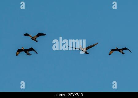 Cormorant néotrope (Phalacrocorax brasilianus), Pantanal, Mato Grosso, Brésil. Banque D'Images