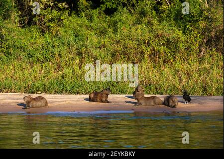 Capybara (Hydorchaeris hydrochaeris), Pantanal, Mato Grosso, Brésil. Banque D'Images