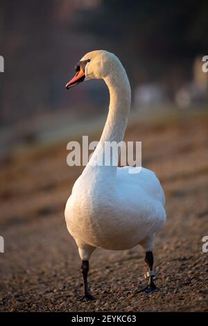 Magnifique cygne dans la lumière magique Banque D'Images