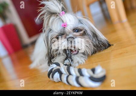 Une mise au point sélective d'un chiot Shih Tzu jouant avec son jouet en corde sur le sol Banque D'Images