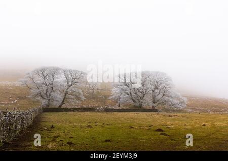 Arbres couverts de givre dans le brouillard Banque D'Images