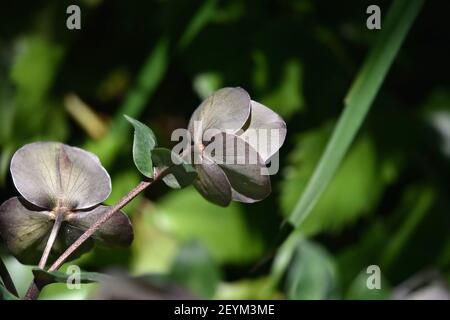 Hellebore (Helleborus lividus) plante ornementale vivace à fleurs bleu-gris et feuilles bleu-vert sur fond naturel. Banque D'Images