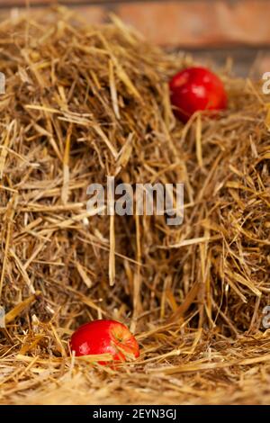 Deux pommes juteuses rouges se trouvent sur le foin à différentes hauteurs, une au foyer. Photo de haute qualité Banque D'Images