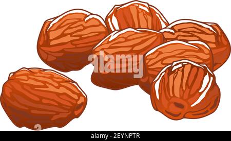 Dattes fruits secs esquisse isolée. Vector nourriture naturelle sucrée, dessert végétarien en-cas Illustration de Vecteur