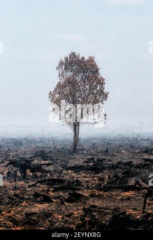 Meulaboh, Aceh, Indonésie. 1er mars 2021. Vue de la forêt brûlée à Meulaboh.environ 5.5 hectares de terres forestières et tourbières à Gampong, Peunaga Cut Ujong, pris feu en raison du temps chaud et de la pression prolongée qui a commencé le 27 février 2021, qui a continué à se répandre en raison des vents forts et des conditions atmosphériques chaudes. Crédit : Nurul Fahmi/SOPA Images/ZUMA Wire/Alamy Live News Banque D'Images