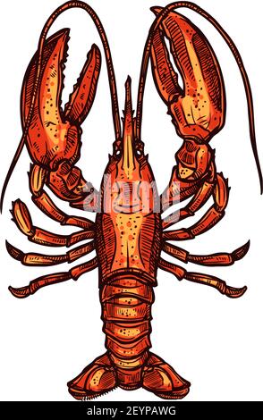 Croquis de fruits de mer isolés de homard bouilli rouge. Vecteur animal aquatique, crustacés cuits, nourriture tirée à la main. Homard de mer à corps cylindrique, tige Illustration de Vecteur