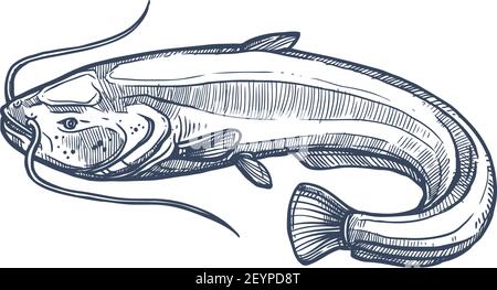 Esquisse monochrome de poisson-chat commun isolé de Sheatfish. Les espèces de Siluridae à vecteur, les poissons-chats à rayons finis ordre Siluriformes ou Nematognath. Géant du Mékong Illustration de Vecteur