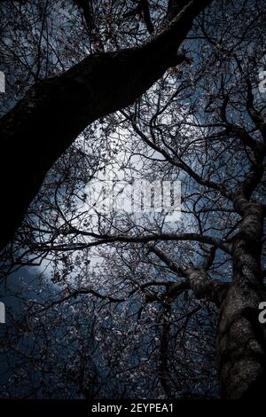 Une vue du ciel à faible angle et contraste élevé branches de l'arbre Banque D'Images