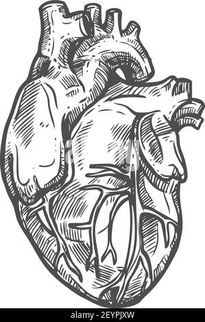 Icône d'esquisse cardiaque, vecteur isolé du système cardiovasculaire. Circulation sanguine, anatomie humaine Illustration de Vecteur