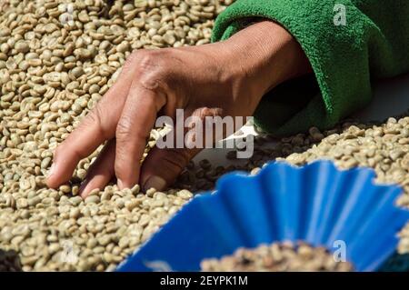 Sélection du meilleur panaméen, grains de café à la main, Boquete, Panamá Banque D'Images
