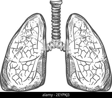 Icône poumons, vecteur monochrome isolé du système respiratoire. Esquisse interne d'organe humain Illustration de Vecteur