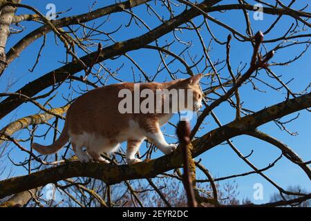 FAT Orange Cat marche dans l'arbre Banque D'Images