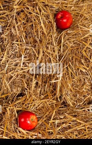 Deux pommes rouges juteuses se trouvent dans le foin Banque D'Images