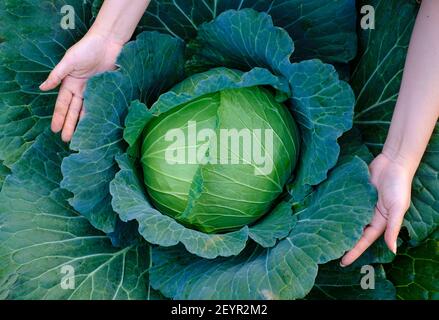 Gros plan des mains de femmes qui récoltent un vert frais grand les têtes de chou en maturation se développent dans le champ de la ferme Banque D'Images