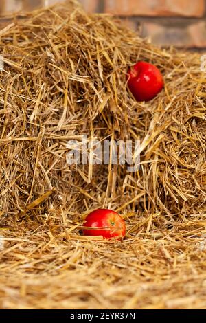 Deux pommes rouges dans un tas de foin Banque D'Images