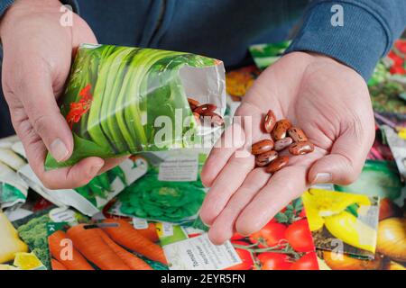 Vérification des paquets de semences de légumes avant la saison de croissance. Photo : graines de haricots de chemin. ROYAUME-UNI Banque D'Images